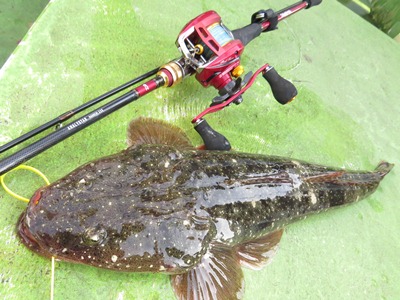 DAIWA ： アナリスター マゴチ - Web site