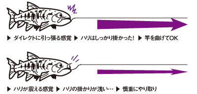 DAIWA ： 琥珀本流ハイパードリフト - Web site