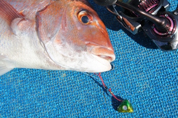 Daiwa 紅牙遊動テンヤ Ss Web Site