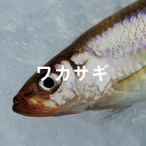 ワカサギ