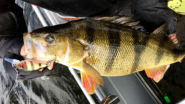 Daiwa  How to catch big perch in June?