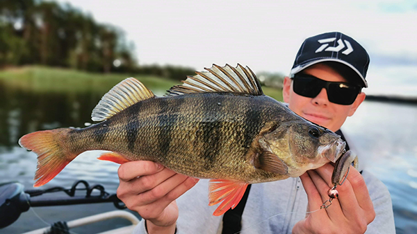 Daiwa  August - Perch fishing in summer time