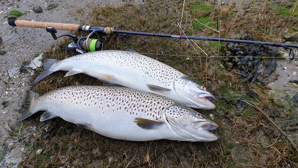 Daiwa  November, Top season for coastal seatrout fishing