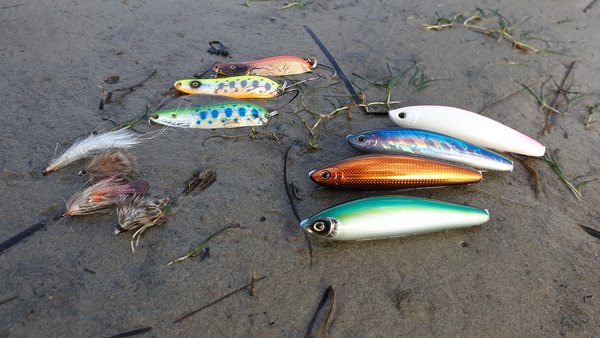 Daiwa  November, Top season for coastal seatrout fishing
